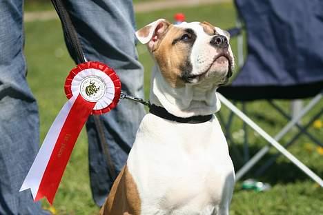 Amerikansk bulldog Cairo (R.I.P) - hmm lidt storsnudet når man vinder sin klasse... billede 15