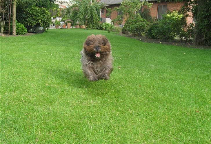 Cairn terrier Timon - Bamsebjørn :-* billede 8