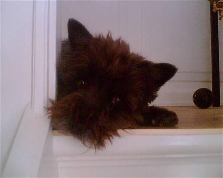 Cairn terrier Timon - Min baby. billede 9