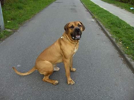 Boerboel sakai billede 8