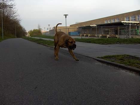 Boerboel sakai billede 10