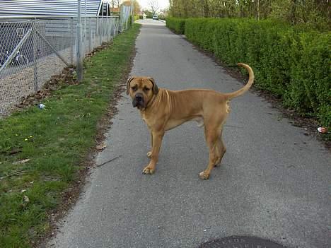 Boerboel sakai billede 11