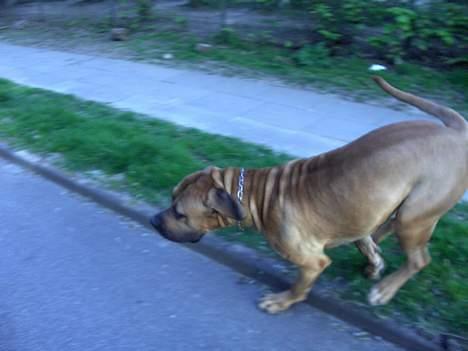 Boerboel sakai billede 15