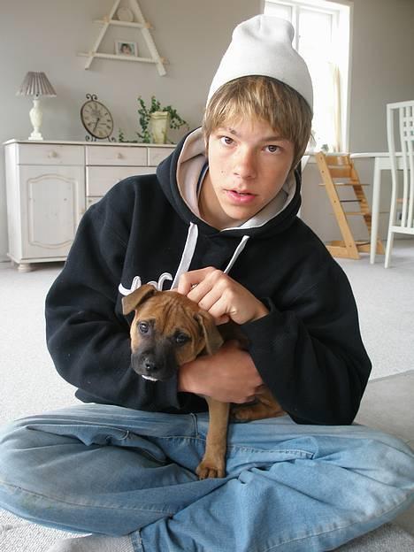 Staffordshire bull terrier Diamond. (Sniff) billede 12