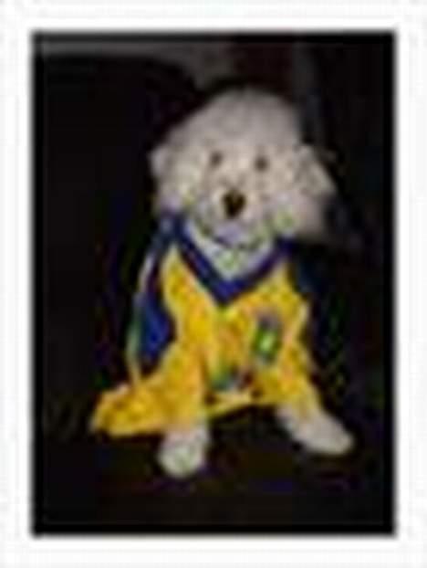 Dværgpuddel Frodo billede 16