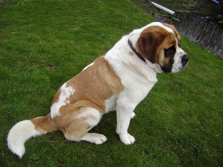Sankt bernhardshund Thorsen (bie`s zaco) - Hej jeg er Thorsen. ingen må kopire mine billeder! NYT 21-3-2008 billede 1