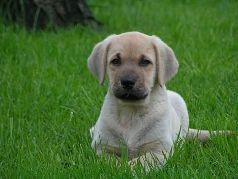 Broholmer Tjalfe - Tjalfe 9 uger billede 6