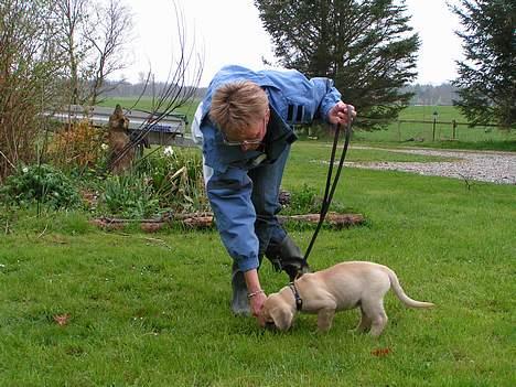 Broholmer Tjalfe - Tjalfes første spor, 9 uger. billede 7