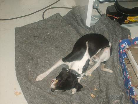 Blanding af racer Baby billede 13