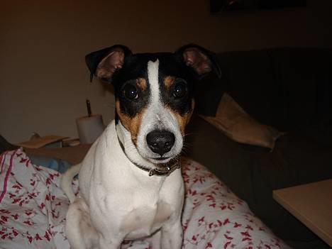 Dansk svensk gaardhund Frygtløs billede 1