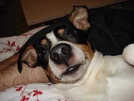 Dansk svensk gaardhund Frygtløs billede 2