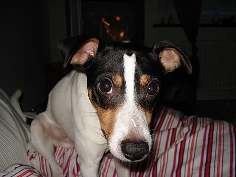 Dansk svensk gaardhund Frygtløs billede 3