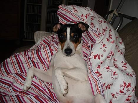 Dansk svensk gaardhund Frygtløs billede 4