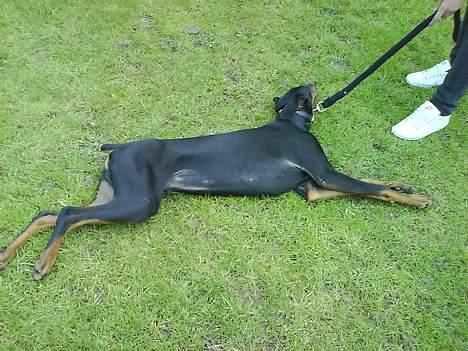 Dobermann paw - så slapper han sku af :D billede 10
