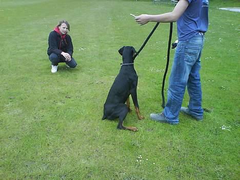 Dobermann paw billede 11