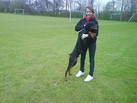 Dobermann paw billede 12