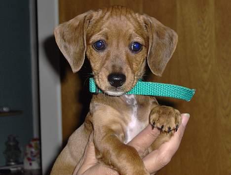 Gravhund mia - mia 8uger gammel billede 1