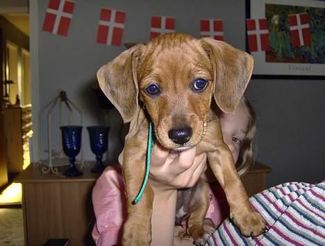 Gravhund mia billede 2