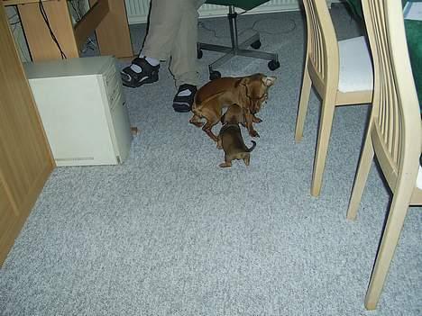 Gravhund mia - mia sammen med vores nye gravhund... vi får ham d 31-4 billede 3