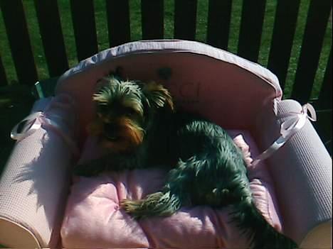 Yorkshire terrier Noa - Noa, i Sin nye Kurv <3 billede 3