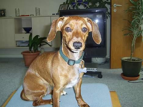 Gravhund mia - mia idag..... billede 4