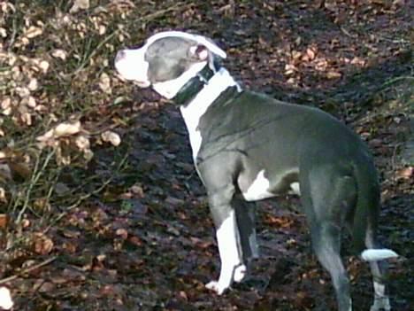 Amerikansk staffordshire terrier Chiko billede 14