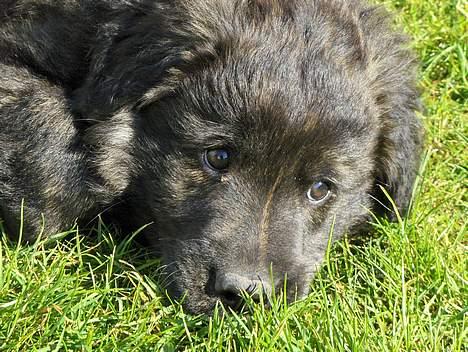 Blanding af racer Diva billede 9