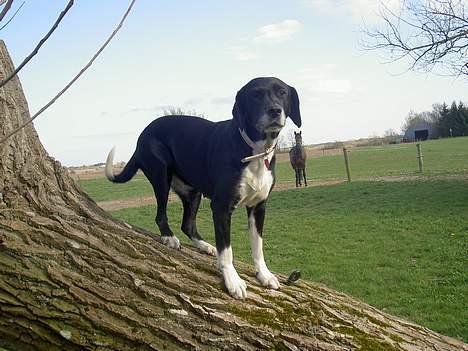 Blanding af racer R.I.P. Molly R.I.P. - 12) molly oppe i et træ billede 12