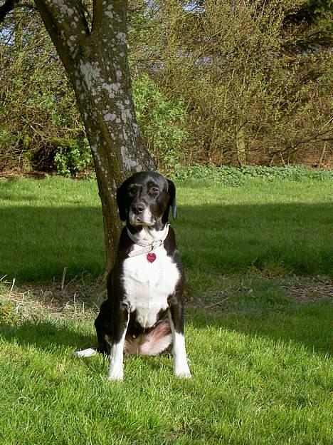 Blanding af racer R.I.P. Molly R.I.P. - 13) Molly ude i haven billede 13