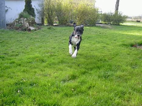 Blanding af racer R.I.P. Molly R.I.P. - 14) Molly er glad når hun kommer over til mig. undskyld kvaliteten. billede 14
