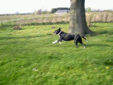Blanding af racer R.I.P. Molly R.I.P. - 15) Molly er glad når hun løber. undskyld kvaliteten. billede 15