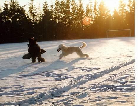 Storpuddel Nakita P.I.P. 28-7-2011 billede 10