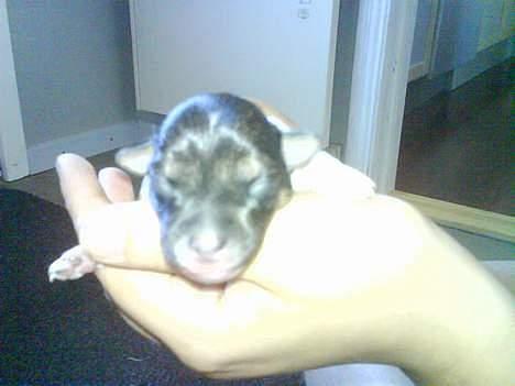 Dansk svensk gaardhund Tumle - Tumle 2 dage gammel billede 14