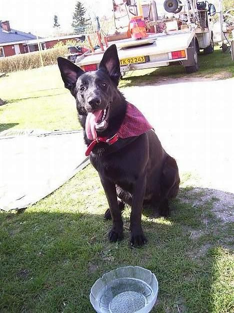 Blanding af racer Tikki - "Se min nye charmeklud!" :) billede 16