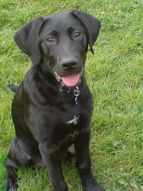 Blanding af racer Kenzo billede 8