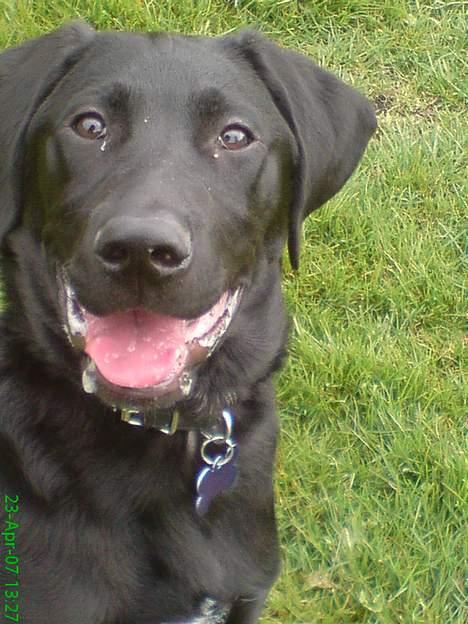 Blanding af racer Kenzo billede 9