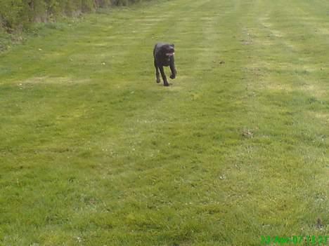 Blanding af racer Kenzo billede 10