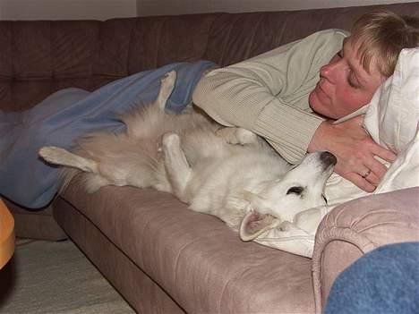 Dansk Spids Luna - Luna og mor snorker på sofaen :b haha ! zzzZz Fra da hun var hvalp. billede 15