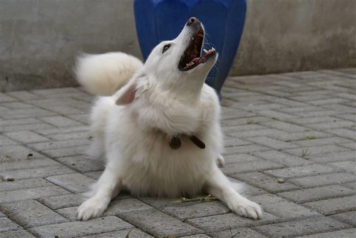 Dansk Spids Luna - Jeg er en faaaarlig dræberhund >.< billede 2