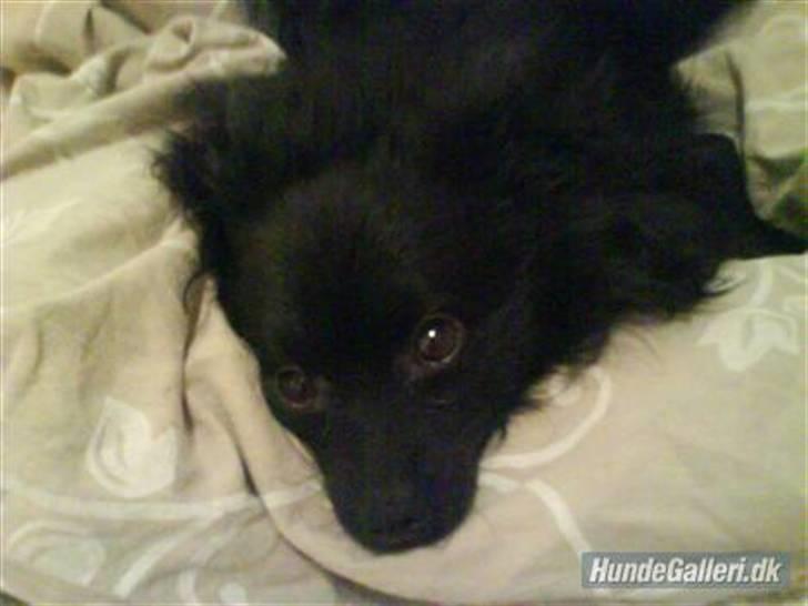 Kleinspitz Max - Lille Max < 3 billede 1