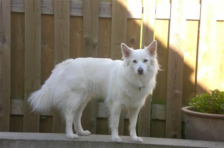 Dansk Spids Luna - "Eh.. hvorfor tager du altid billeder af mig?" billede 16