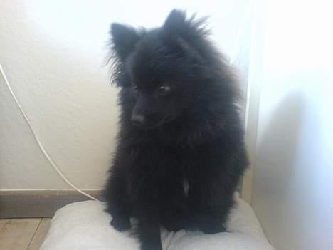 Kleinspitz Max billede 2