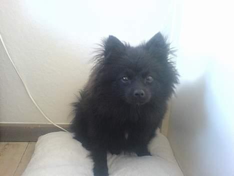 Kleinspitz Max billede 3