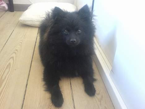 Kleinspitz Max billede 4