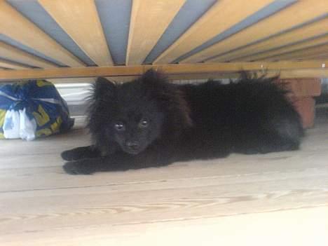 Kleinspitz Max billede 5