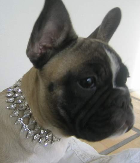 Fransk bulldog Alma Rosina - Lidt "blink blink" er en hver piges drøm... billede 1