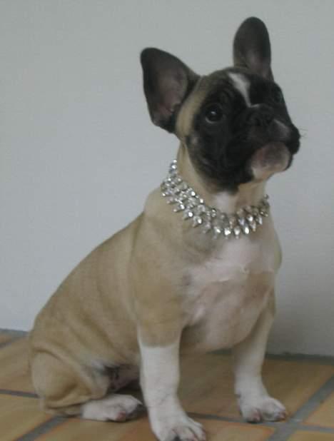 Fransk bulldog Alma Rosina - Må jeg ikke nok snart få den godbid du har i hånden, mor! billede 2