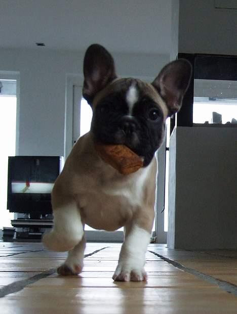 Fransk bulldog Alma Rosina - Se hvad jeg har fået! - en hundekiks billede 3