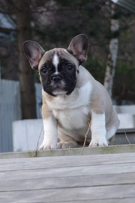 Fransk bulldog Alma Rosina - Jeg nyder udsigten... billede 4