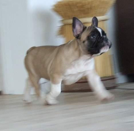 Fransk bulldog Alma Rosina - I fuld trav gennem stuen... billede 5